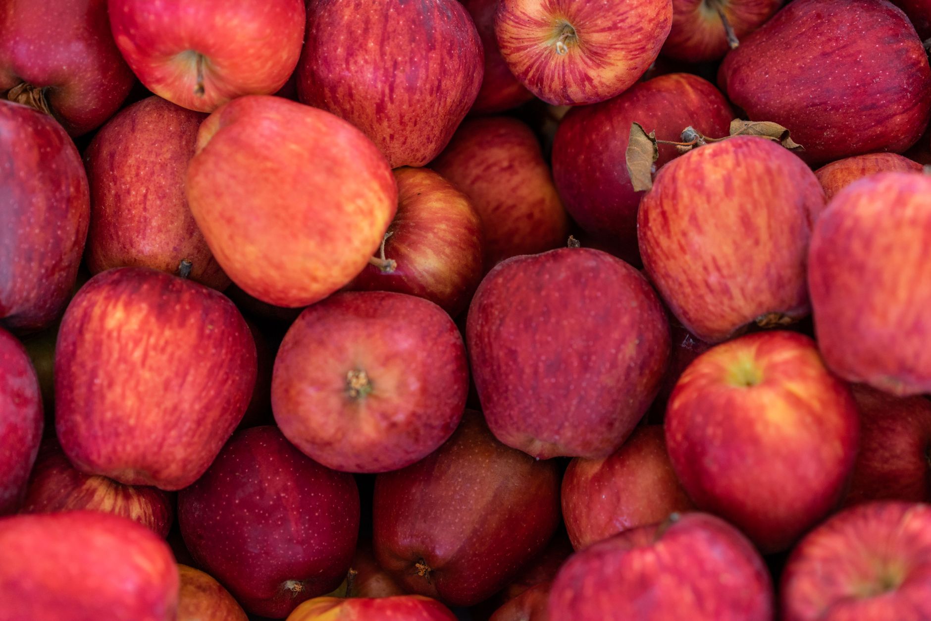 An illustration representing the word apple