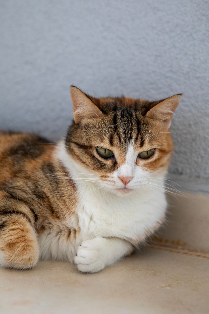 An illustration representing the word cat
