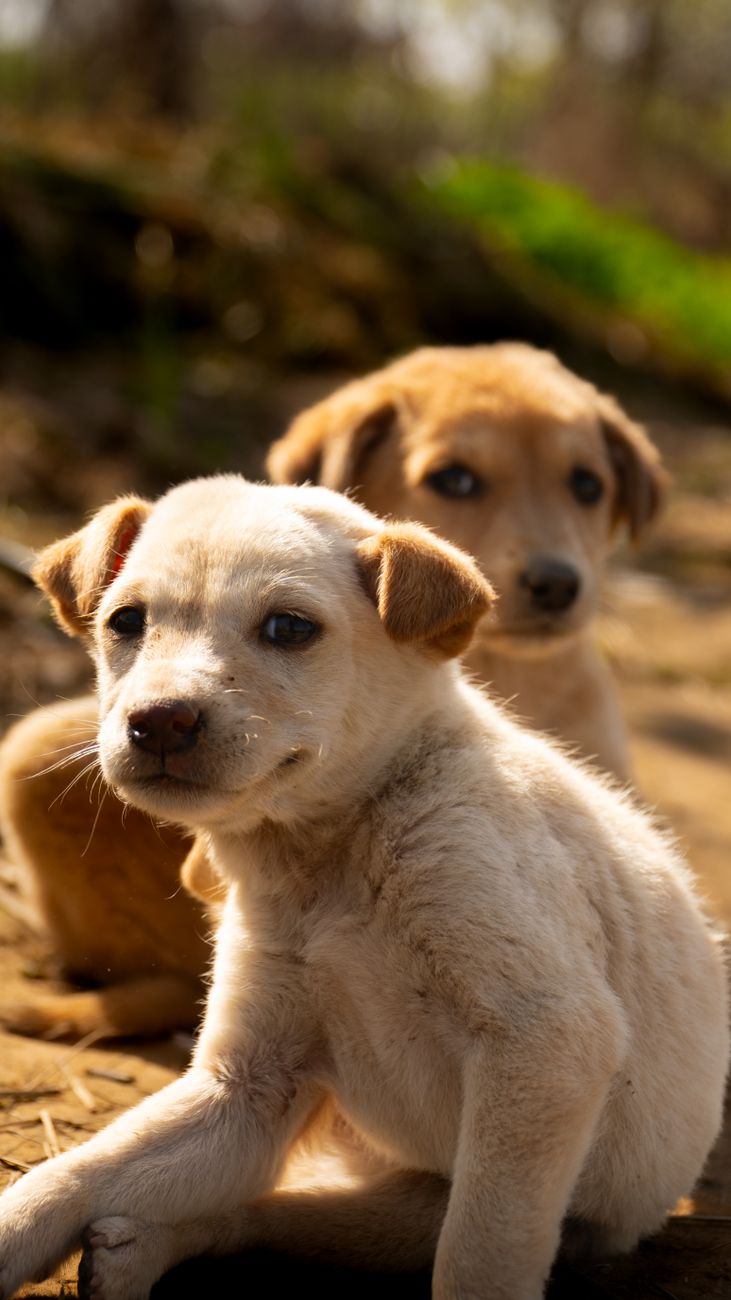 An illustration representing the word dog